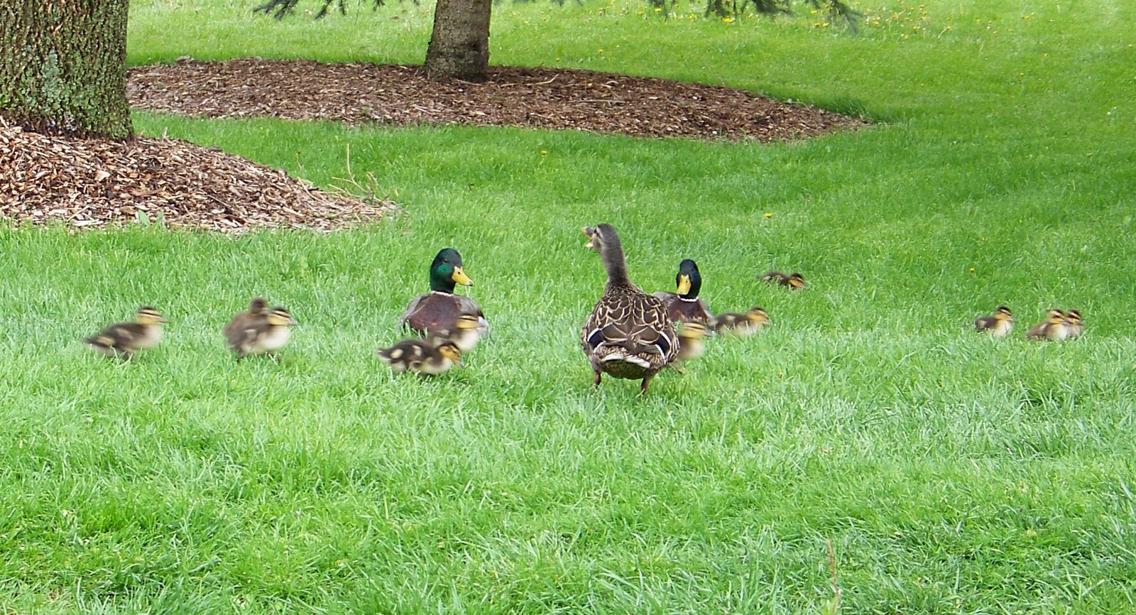[Duck+babies!.JPG]