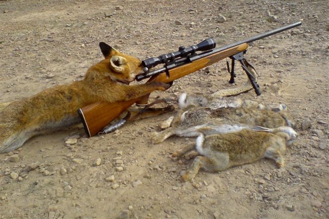[Fox_hunting.jpg]