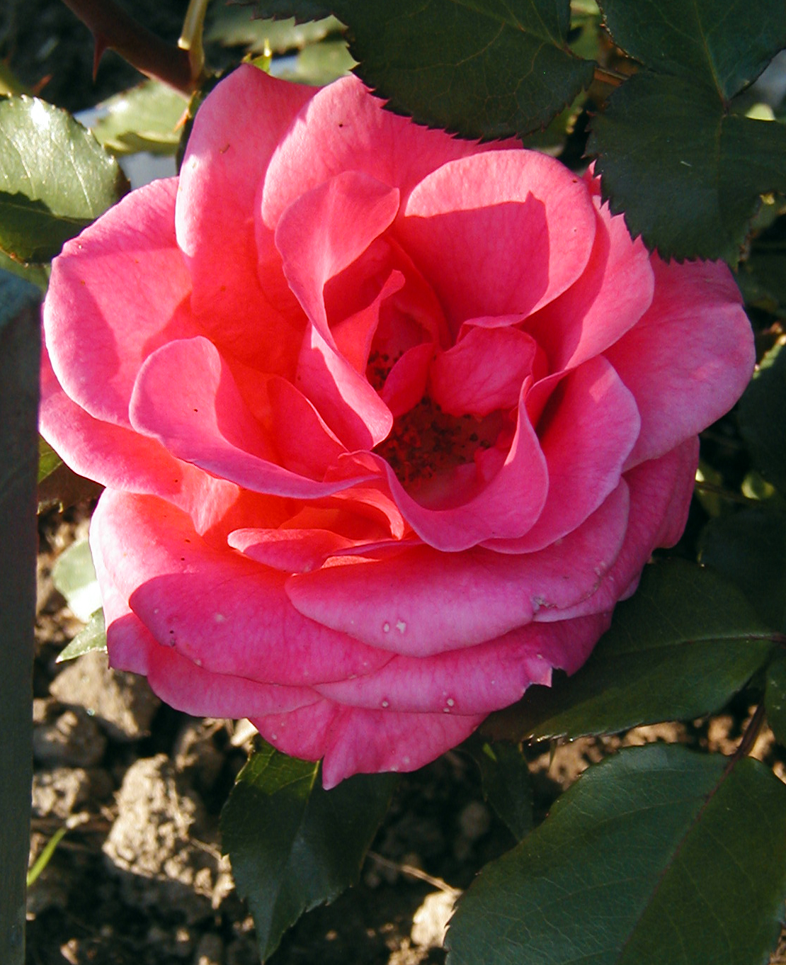 [Rosa+ros+rosariet+07.jpg]
