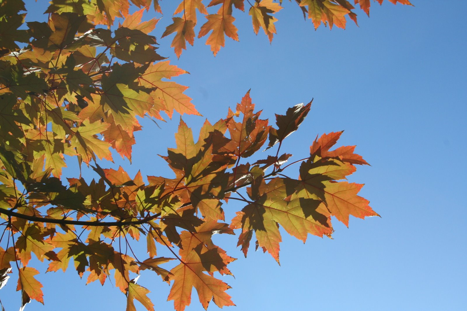 [Fall+Leaves+004.JPG]