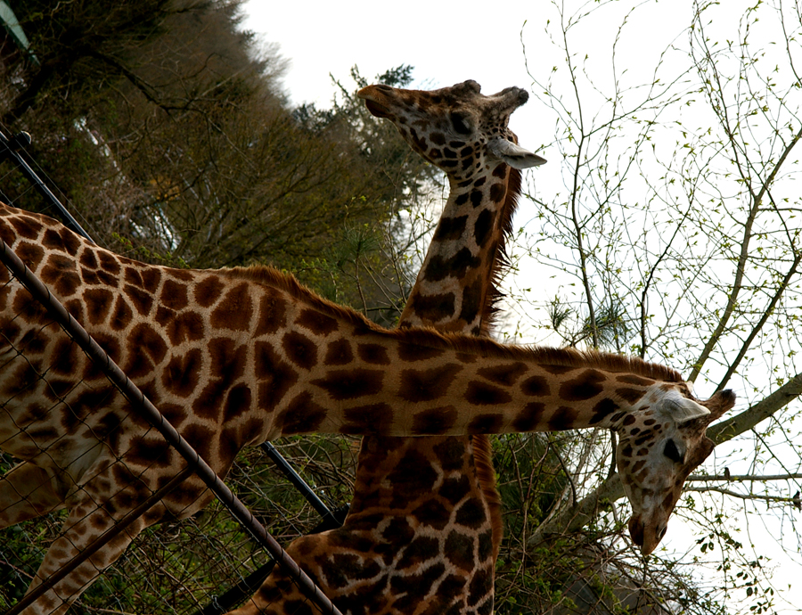 [giraffes.jpg]