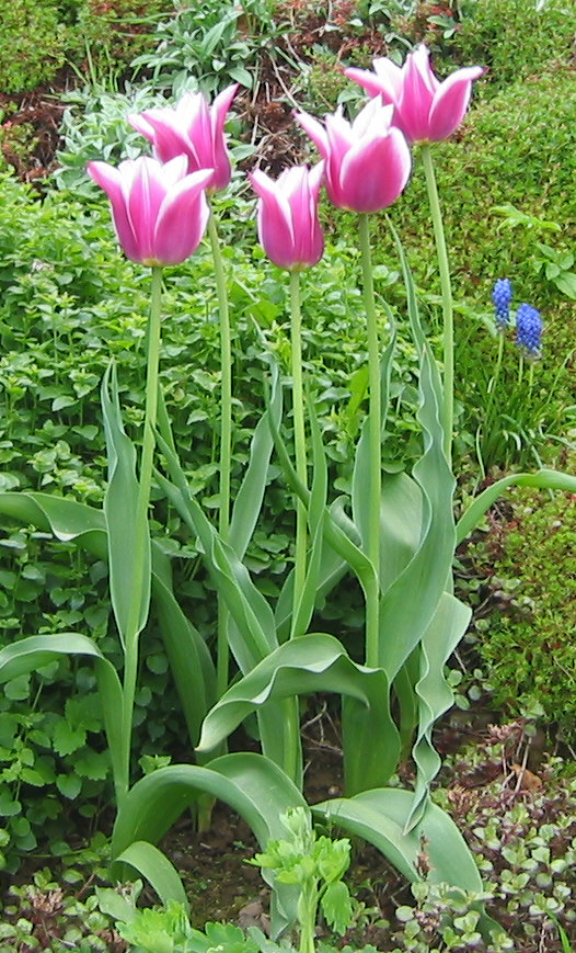 [tulips4.jpg]