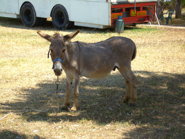 [donkey.small.jpg]