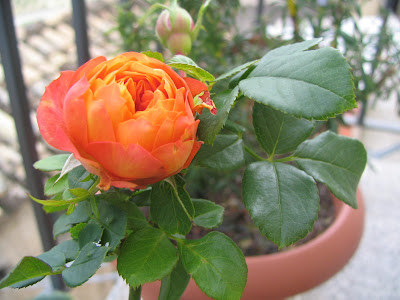 rose on the balcony