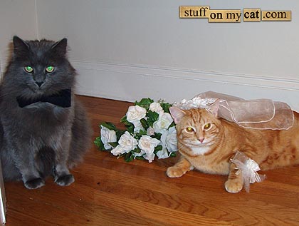 [wedding+cat.jpg]