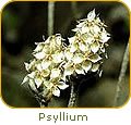 [pdt-2_3_-psyllium.jpg]