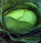 [Cabbage+images.jpg]