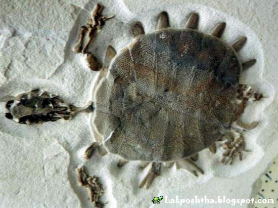 [fossil-turtle.JPG]
