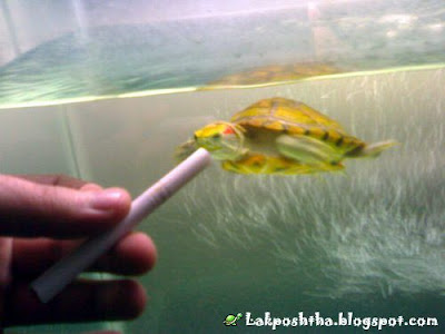 لاکپشت سیگاری من