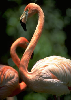 [flamingo-double-19.4.jpg]