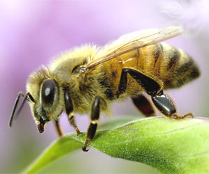 [honey-bee.jpg]