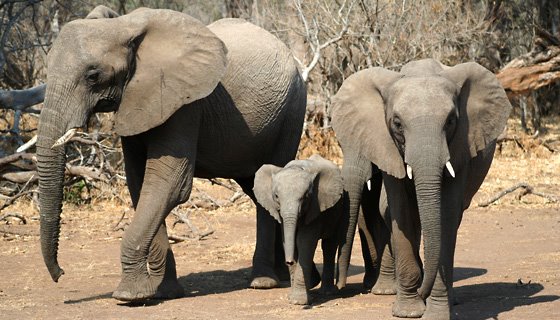 [south-african_elephants.jpg]
