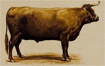 [cow+bull.jpg]