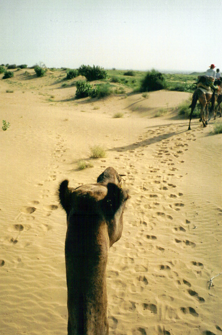 [camel+trip+thar+desert.jpg]