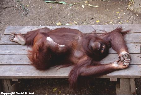 [Female_Orangutang.jpg]