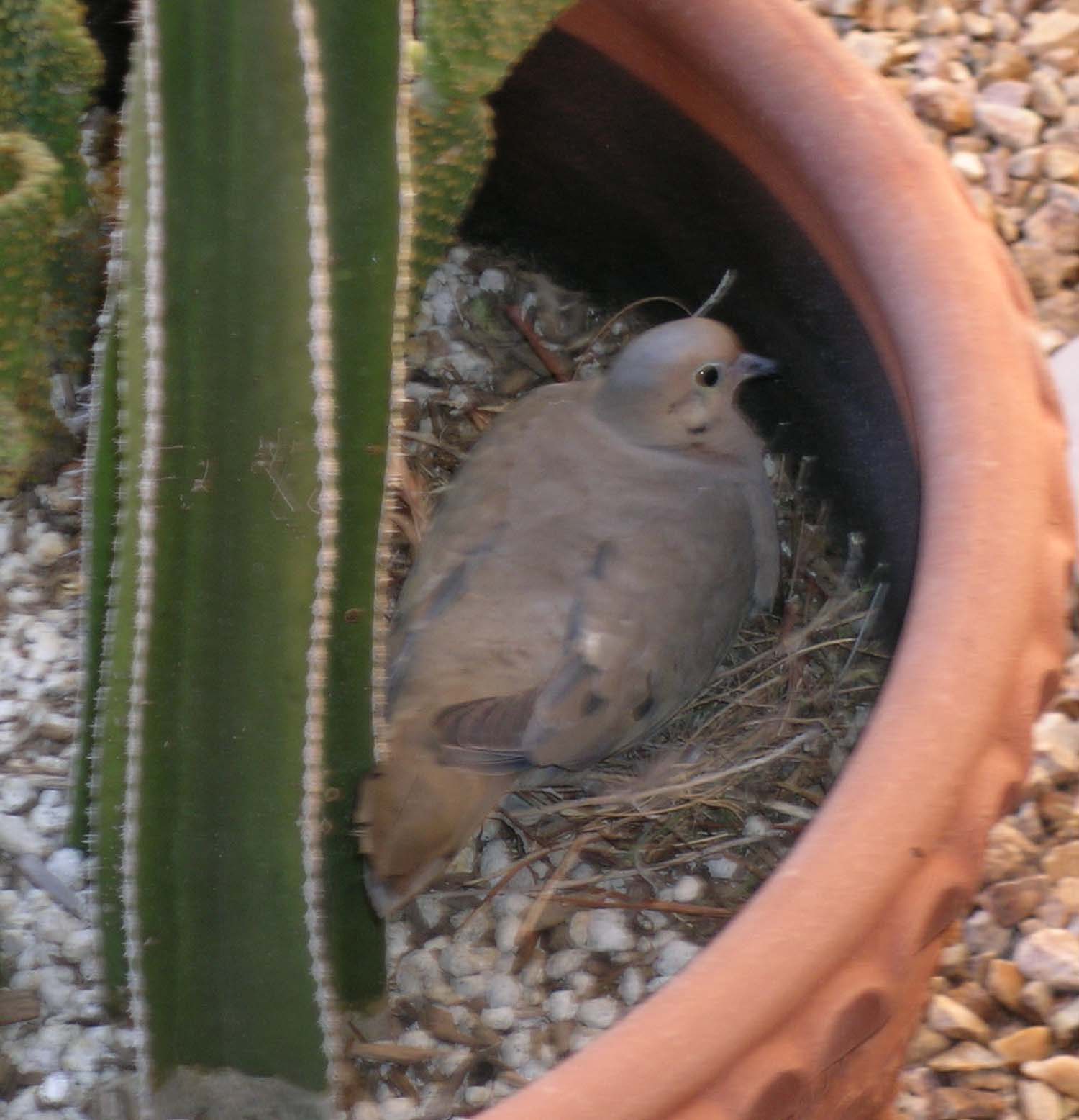 [MorningDove+Nesting+in+Cactus.jpg]