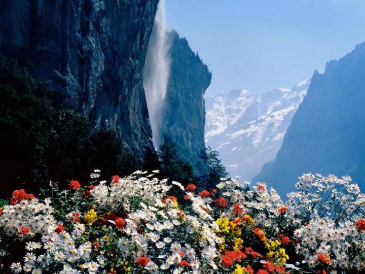 [Mountain+daisies.bmp]