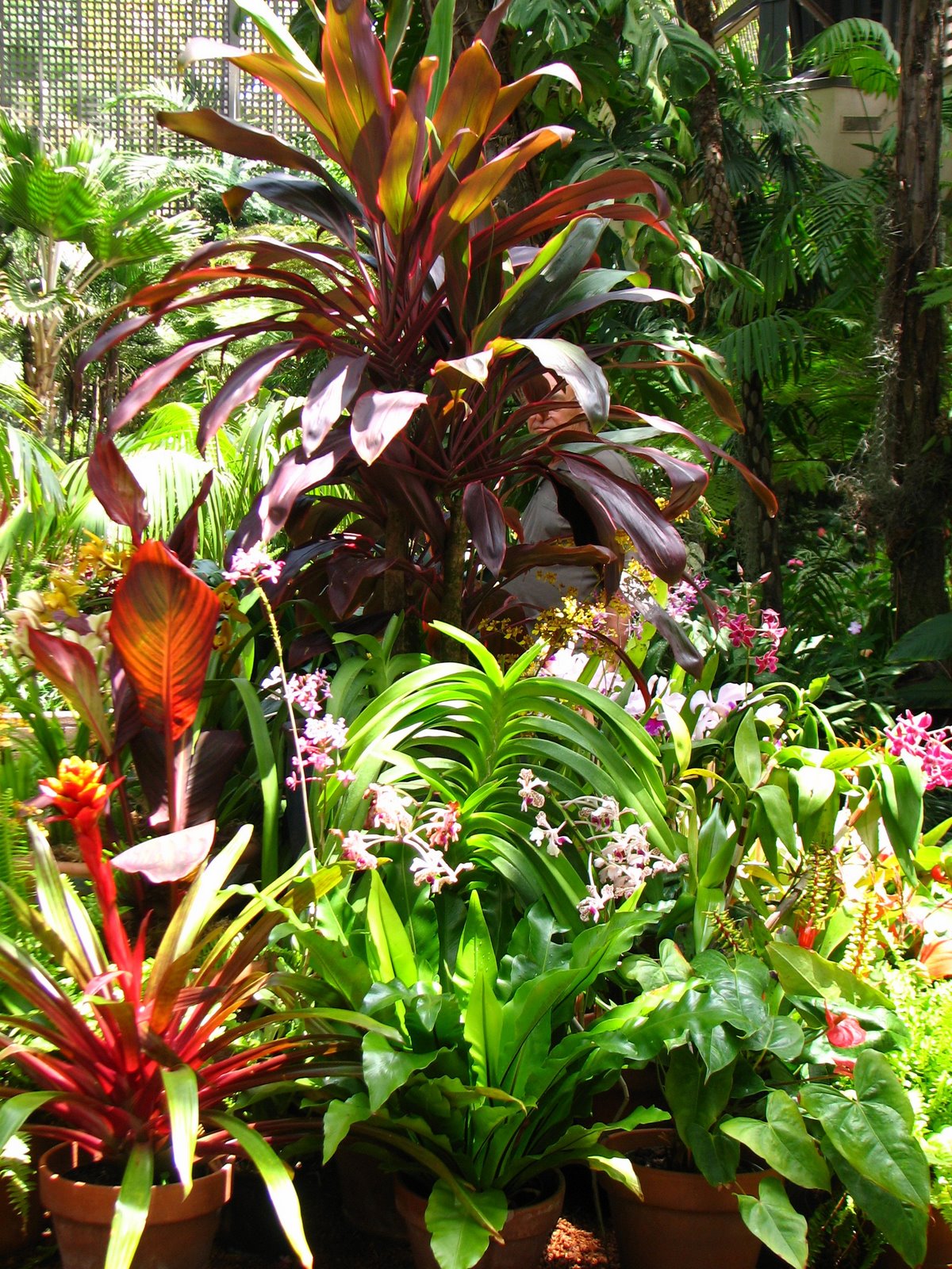 [tropical+plants.jpg]