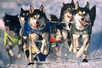 [Iditarod_Sled_Dog_Race.jpg]