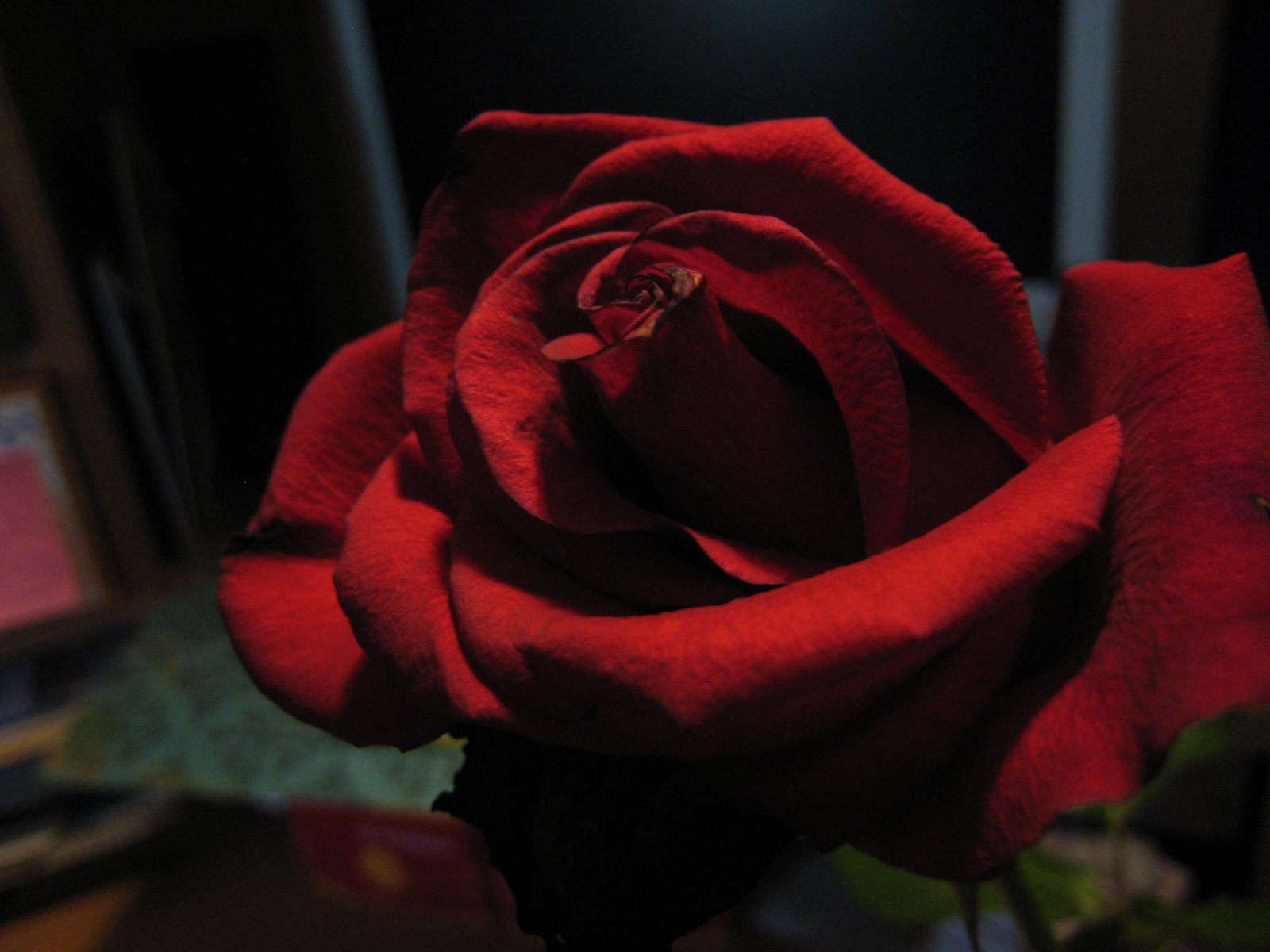 [red_rose.jpg]