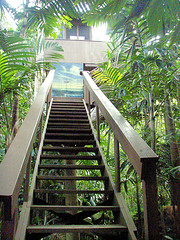 [stairway+to+treehouse.jpg]