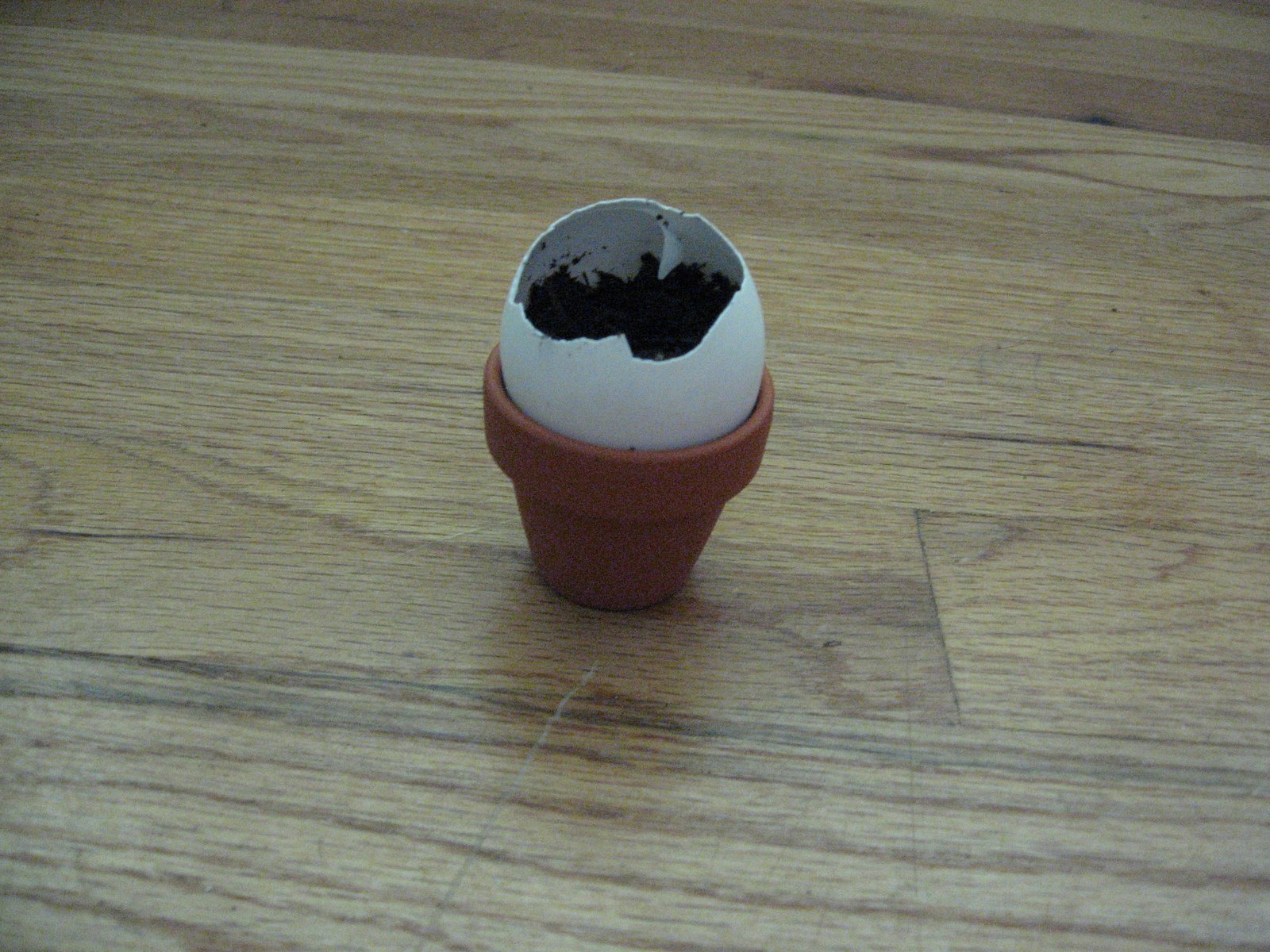 [eggpot.JPG]