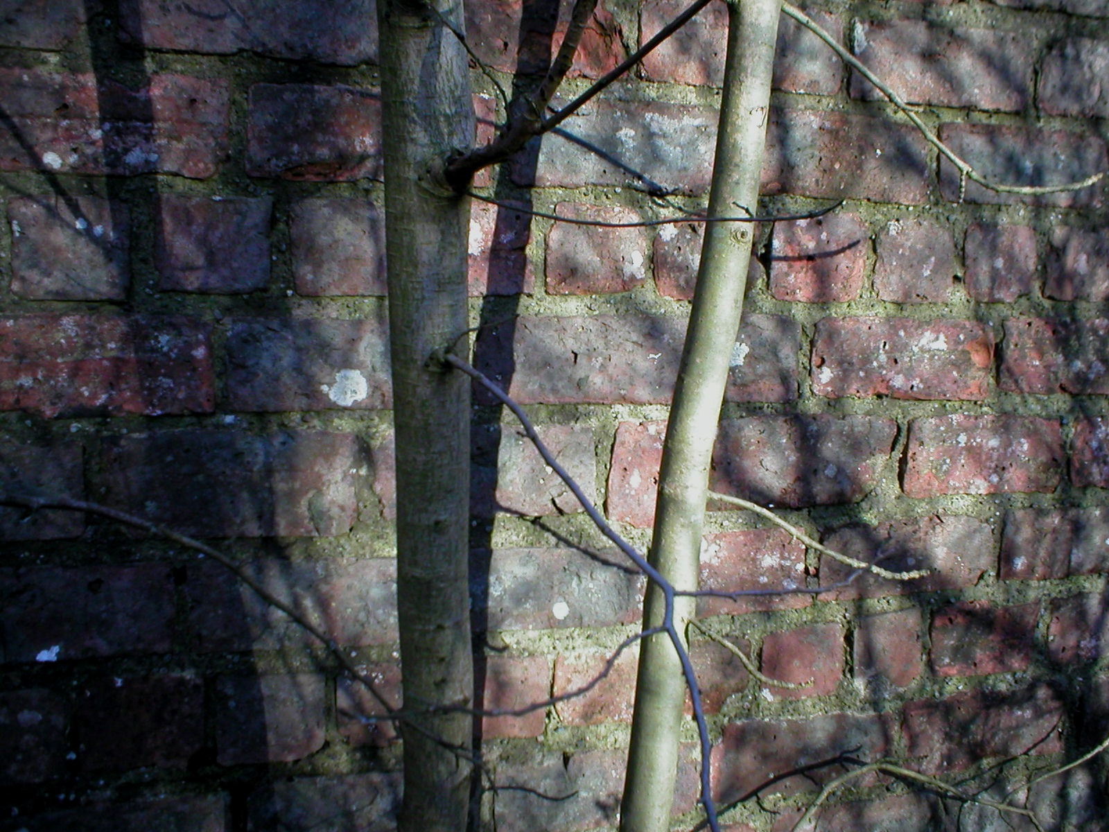 [trees+and+wall+1.jpg]