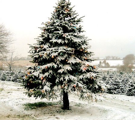 [snow+covered+christmas+tree.bmp]