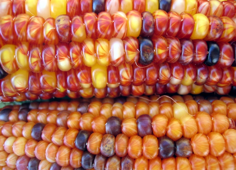 [indian+corn.jpg]