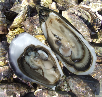 [main_oysters.jpg]