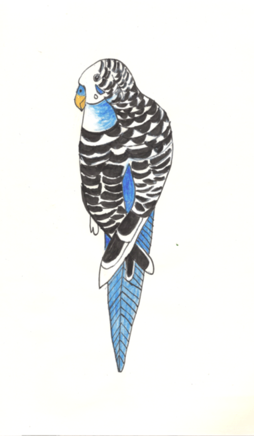 [blue-parakeet-pen-and-ink-w.gif]