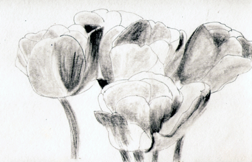 [Tulips-Value-Sketch-pencil-.gif]