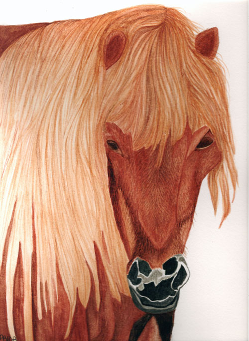 [Icelandic-horse.jpg]