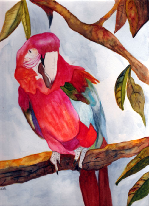 [A-red-parrot.jpg]