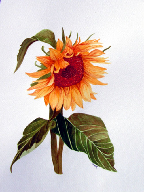 [Sunflower-botanical-wc.jpg]