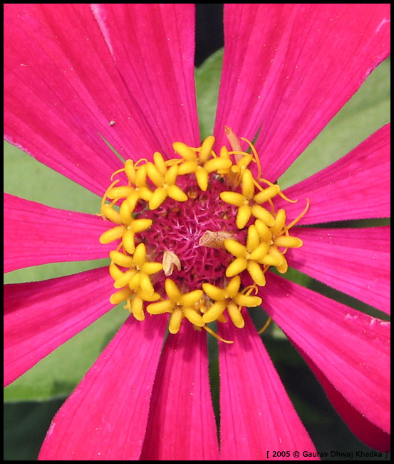 [gaurav.dhwaj.khadka.flower.nepal+(3).jpg]