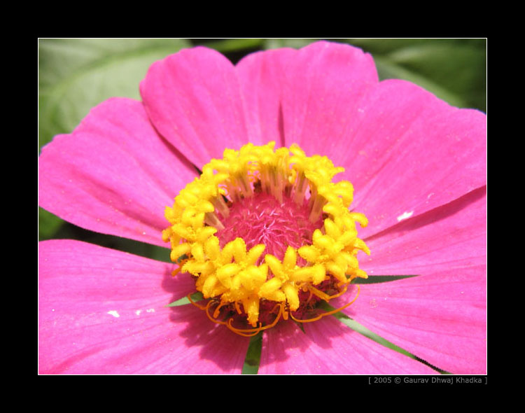 [gaurav.dhwaj.khadka.flower.nepal+(9).jpg]