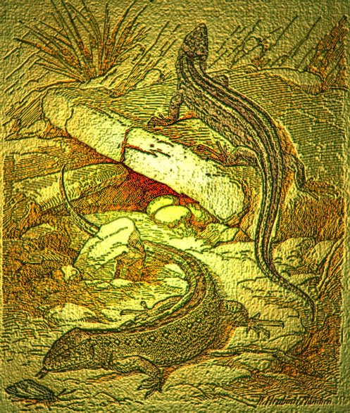 [Walter+Heubach+(German,+1865–1923)+++sand+lizard.jpg]
