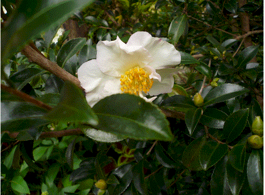 [camellia.gif]