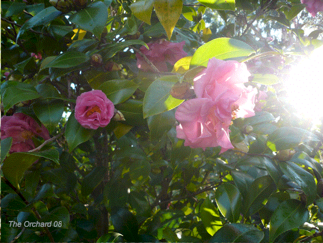 [pink+cam+bush.gif]