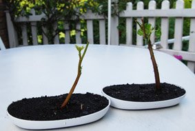 [kastanie+bonsai+projekt.jpg]