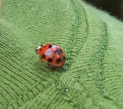[ladybug.JPG]