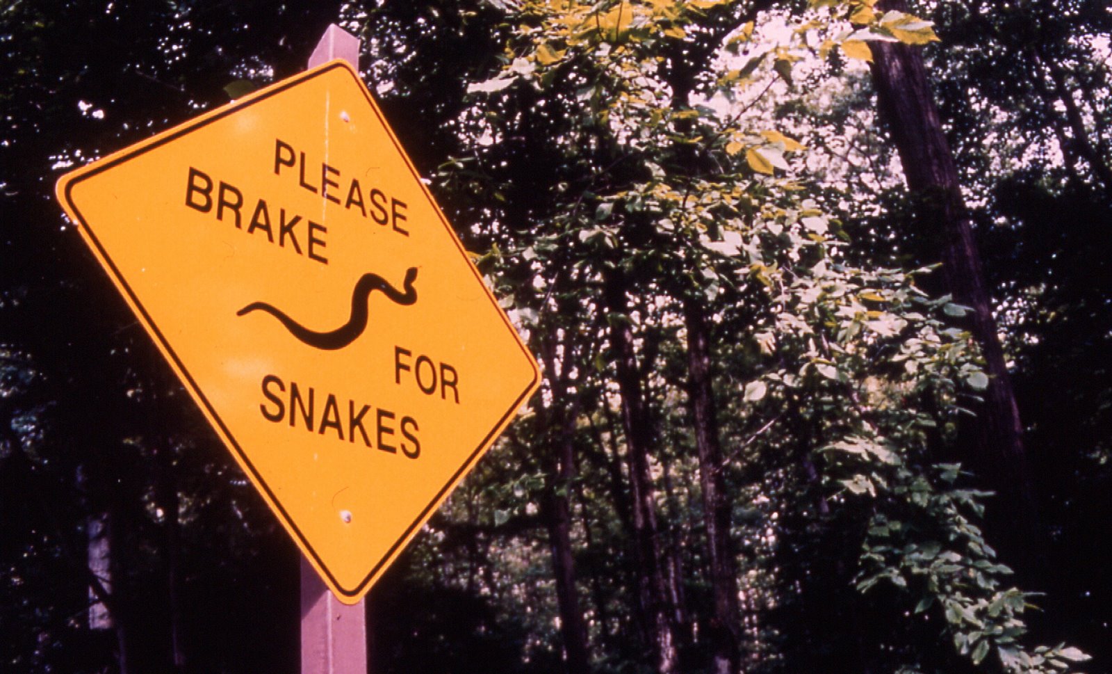 [Brake+for+snakes.jpg]