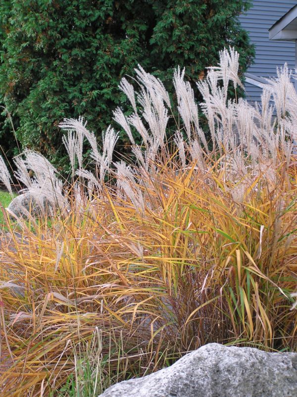 [Miscanthus+in+the+fall+landscape.jpg]