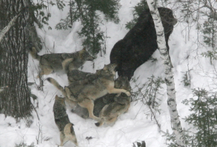 [Wolf+taking+down+moose.jpg]