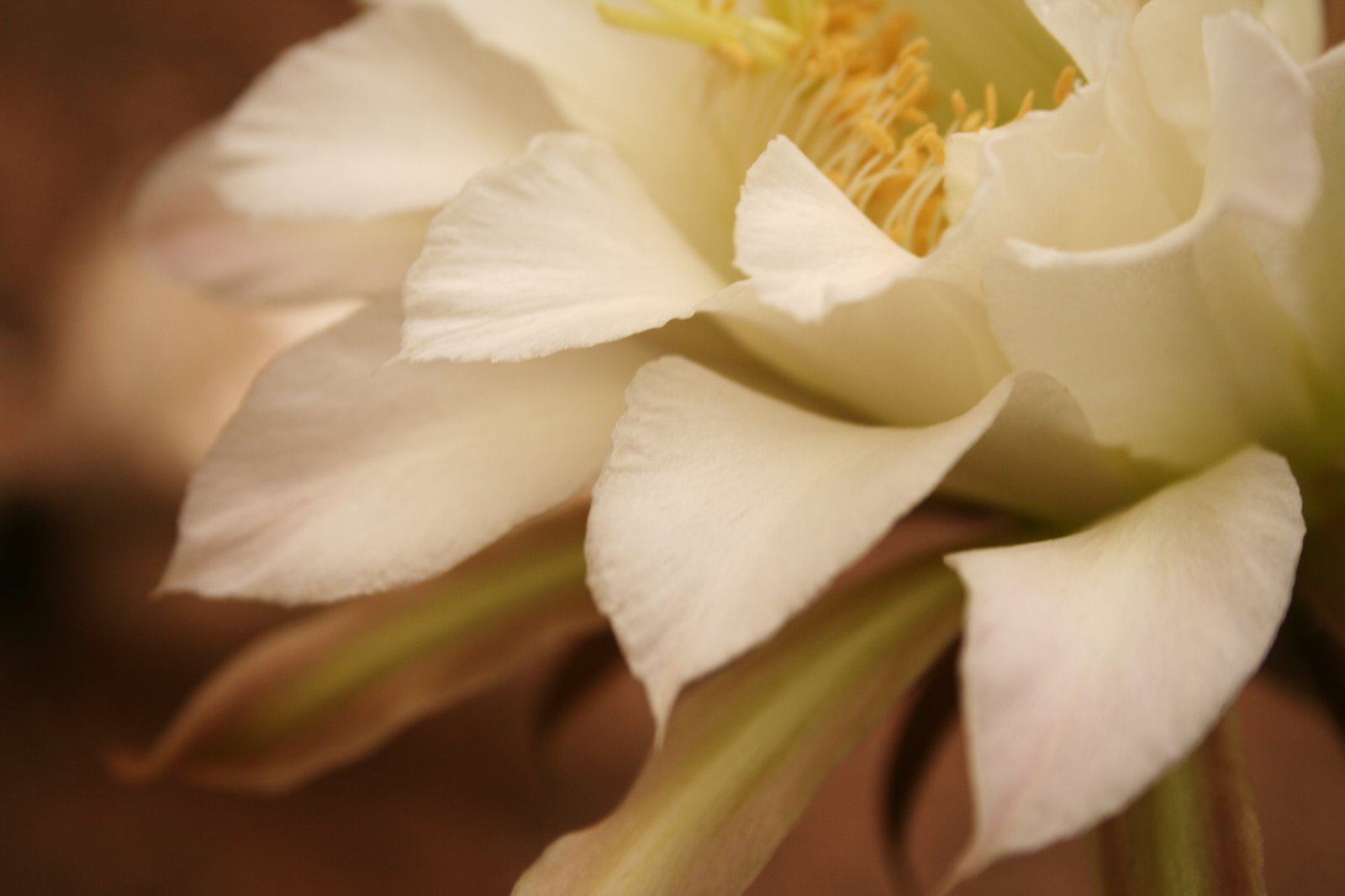 [whiteflower3.jpg]