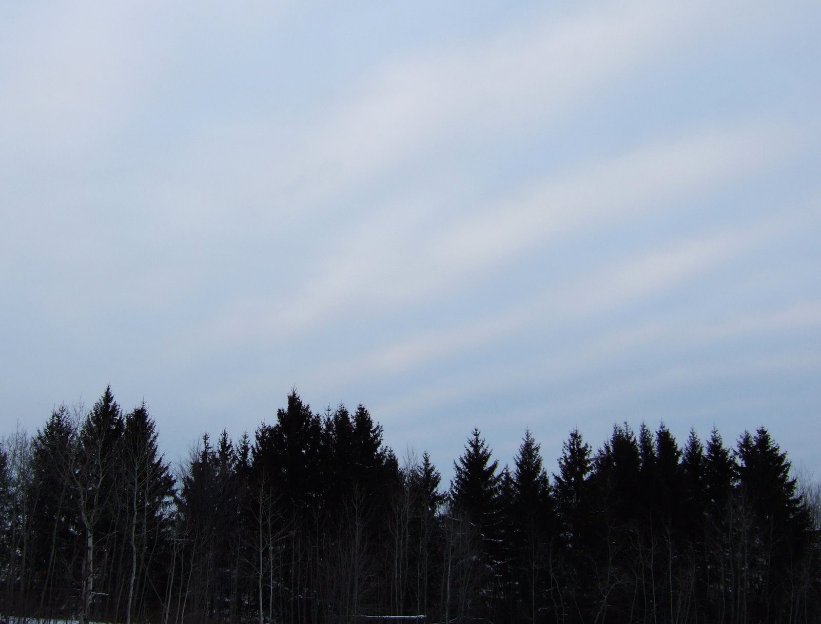 [january_relief_pines_sky.jpg]