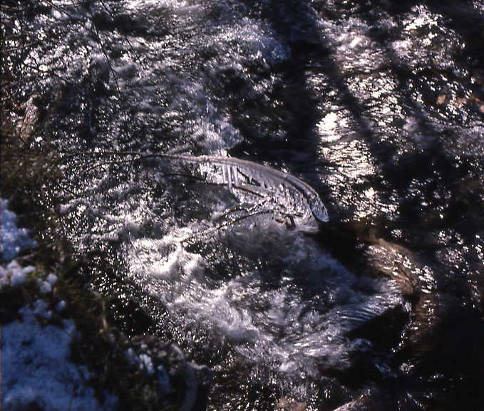 [ICICLES+RIVER.JPG]