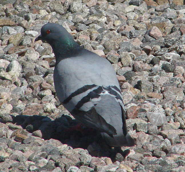 [240508+008+pigeons.JPG]