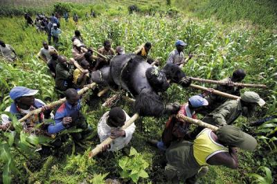 [World+Press+Photo+2007+1º++Prémio+Assuntos+Contemporâneos+Brent+Stirton+para+a+Newsweek+relatando+evacuação+de+gorilas+mortos+no+Parque+Nacional+de+Viruga+no+Congo]